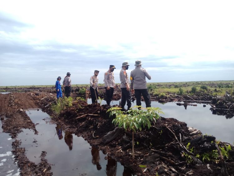 Revitalisasi sekat kanal mulai ditumbuhi tanaman baru pada lokasi bekas karhutla.