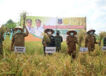 Bupati Tanjabbar Anwar Sadat panen di Desa Pembengis