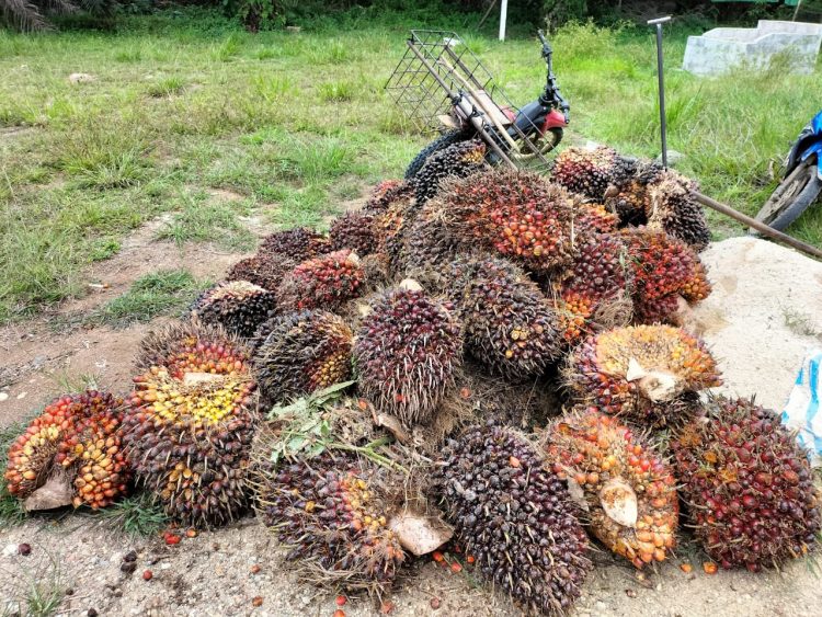 Buah Sawit hasil curian 2 pria di Tanjung Lamin (Foto: Istimewa)