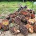 Buah Sawit hasil curian 2 pria di Tanjung Lamin (Foto: Istimewa)