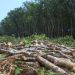 Kerusakan hutan hujan di kawasan negara tropis biasanya untuk kepentingan kebun sawit. [shutterstock]