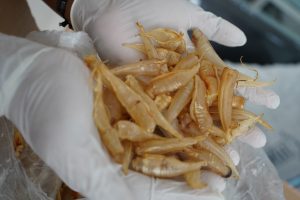 Gelembung Ikan Gulama. (Gambar: Ist) 